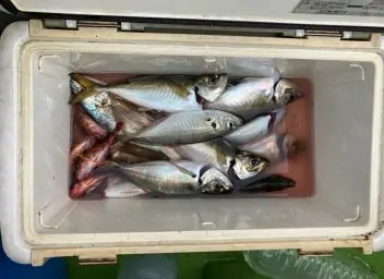 沖釣り成果のアジ！