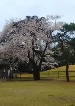 新宿御苑の桜も満開